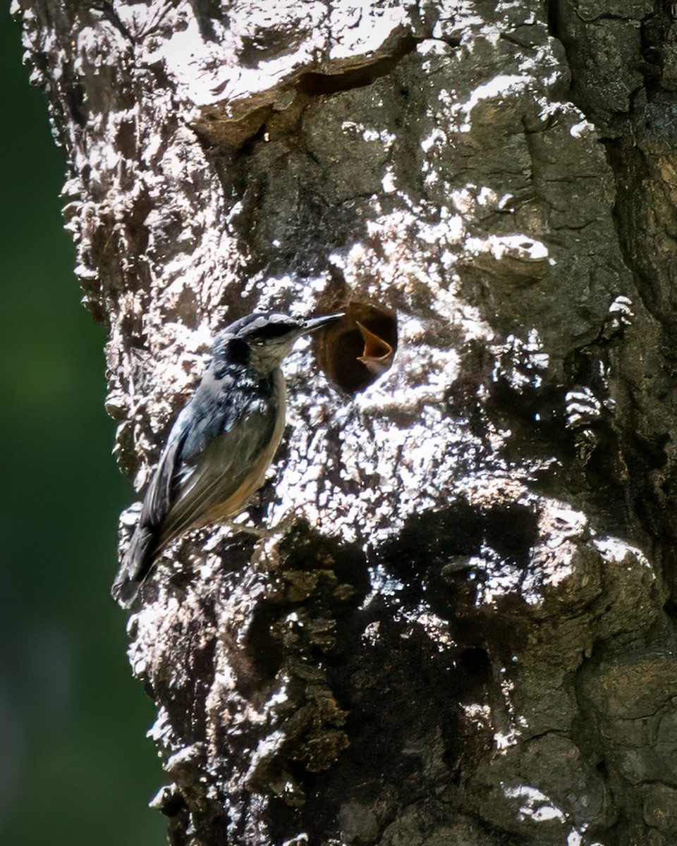 Red-breasted Nuthatch - ML620323261