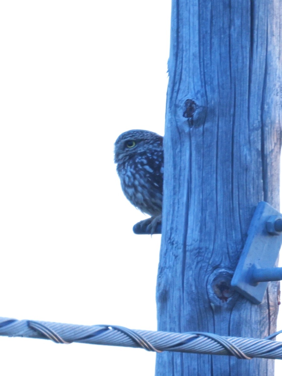 Little Owl - Denis Tétreault