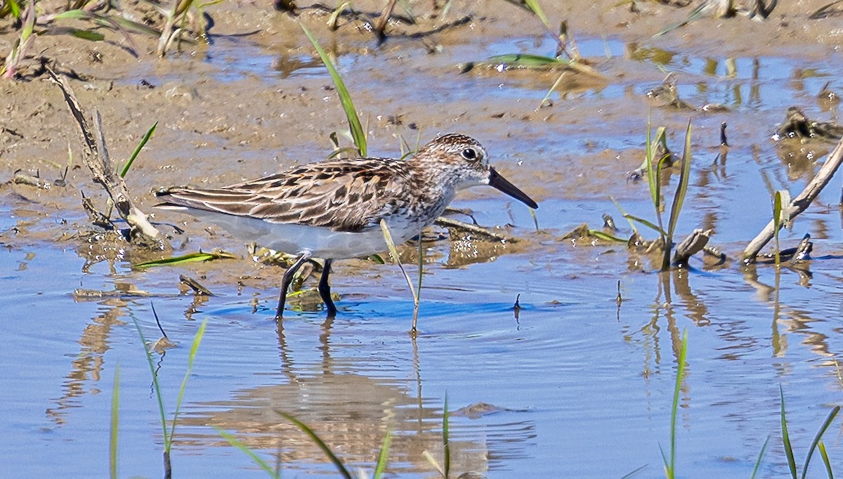 Semipalmated Sandpiper - ML620323274