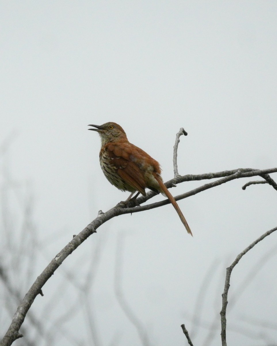 Brown Thrasher - ML620323277