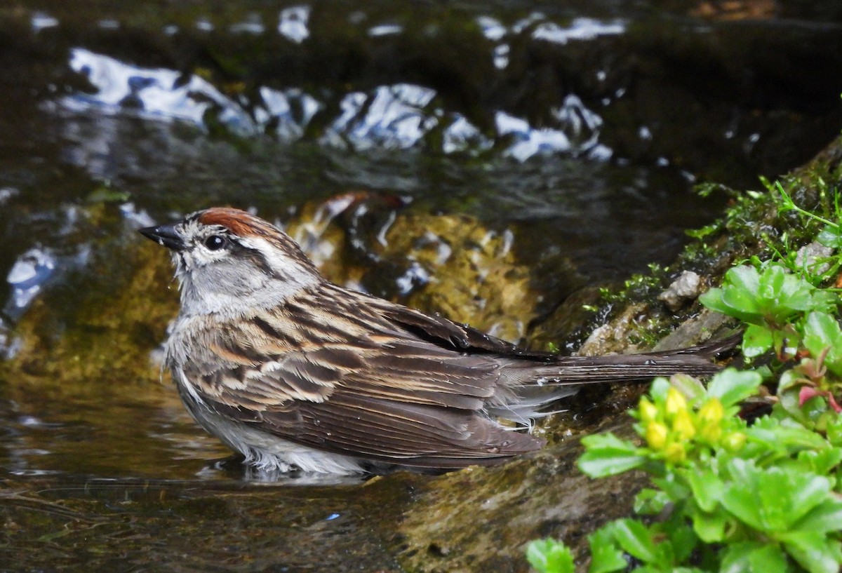 Chipping Sparrow - ML620323302