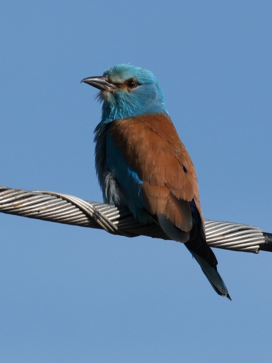 European Roller - ML620323303