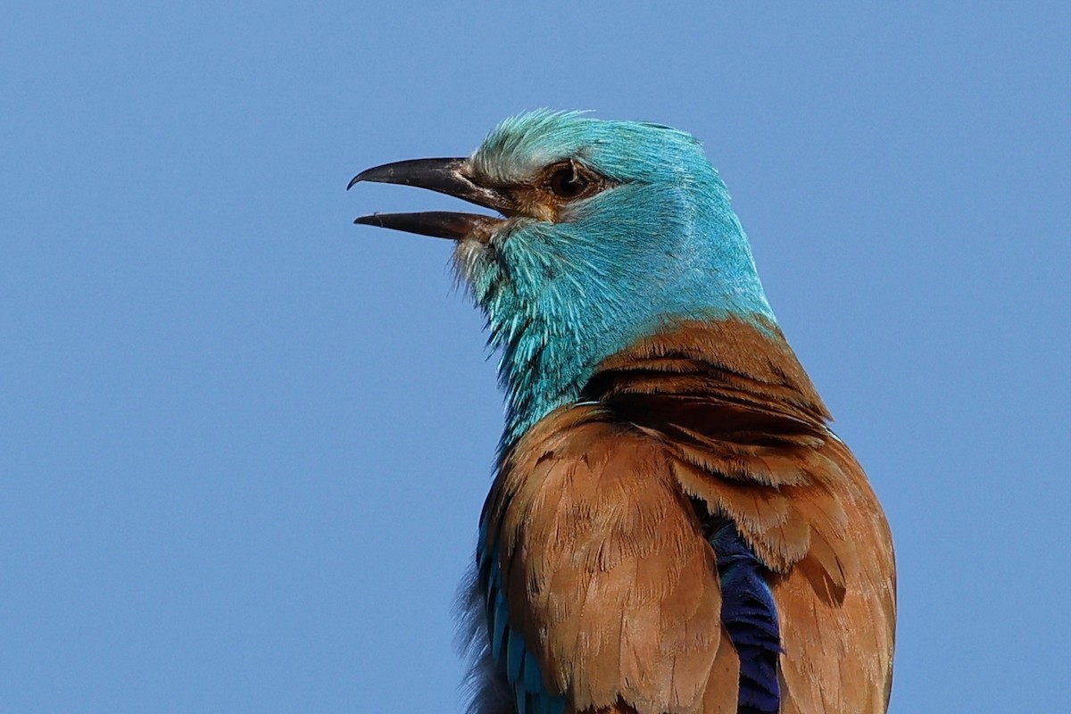 European Roller - ML620323304