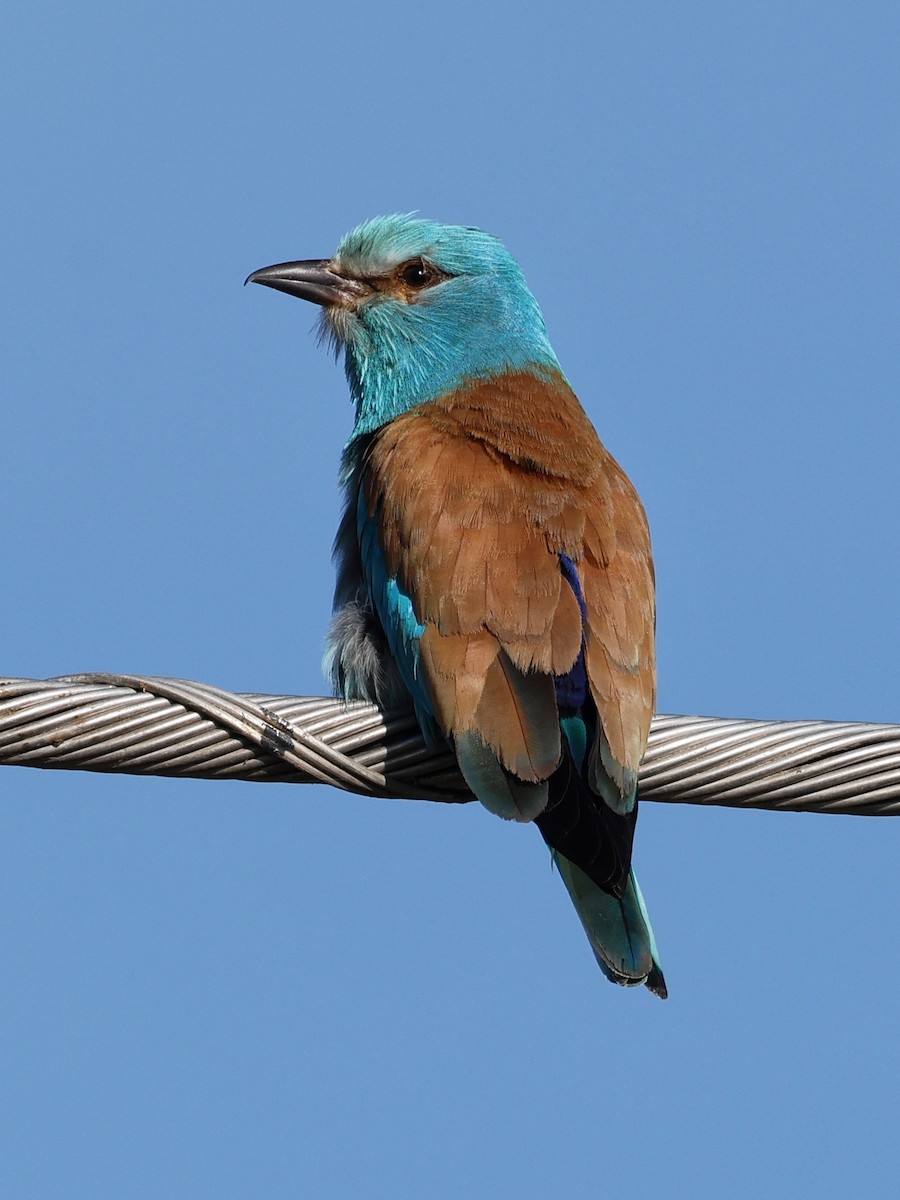 European Roller - Denis Tétreault