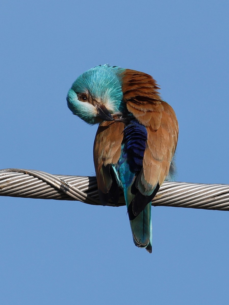 European Roller - ML620323306