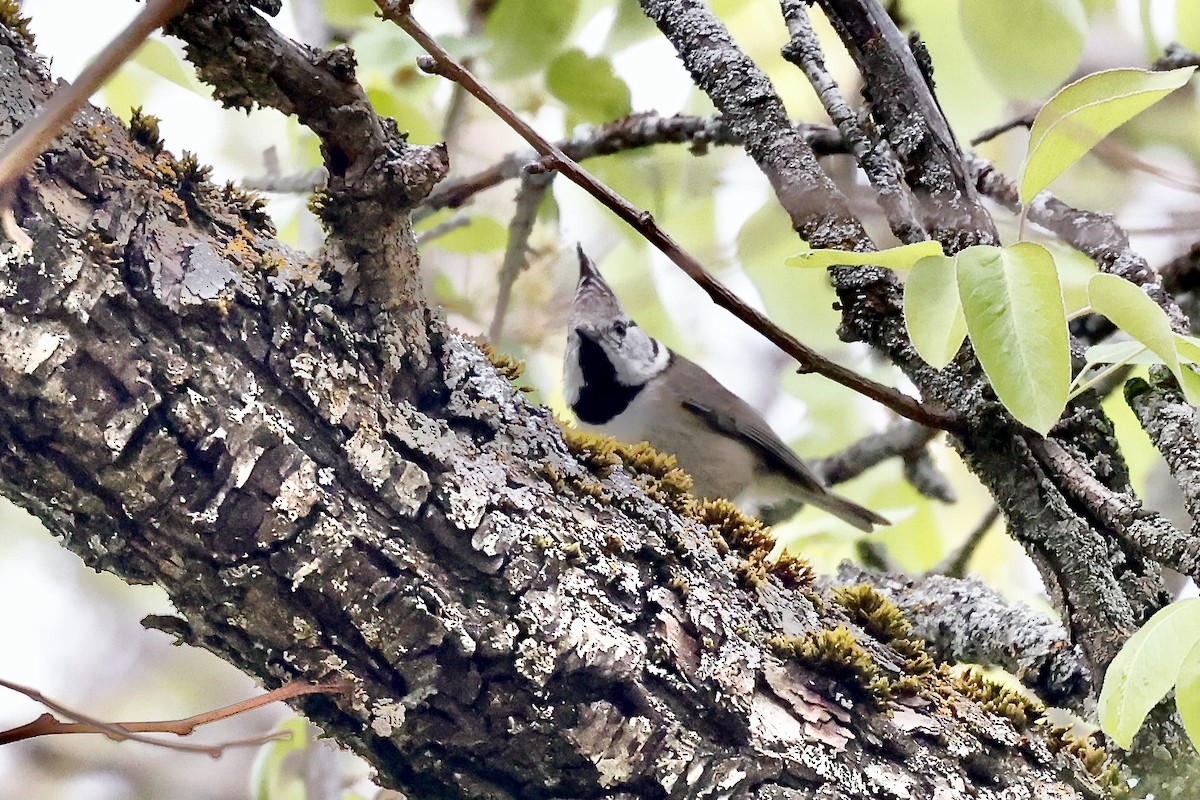 Crested Tit - ML620323310