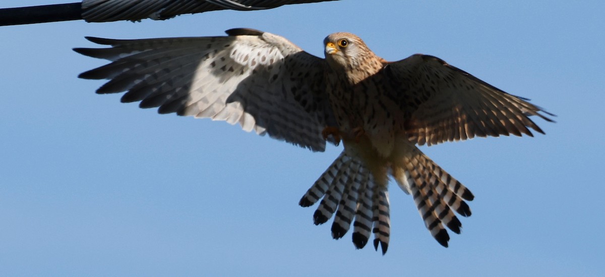 Eurasian Kestrel - ML620323326