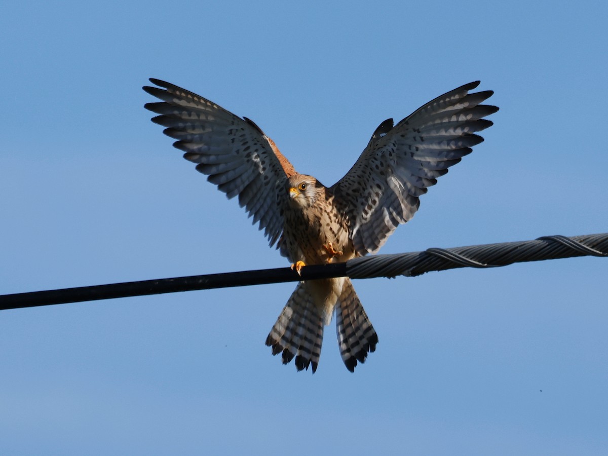 Eurasian Kestrel - Denis Tétreault