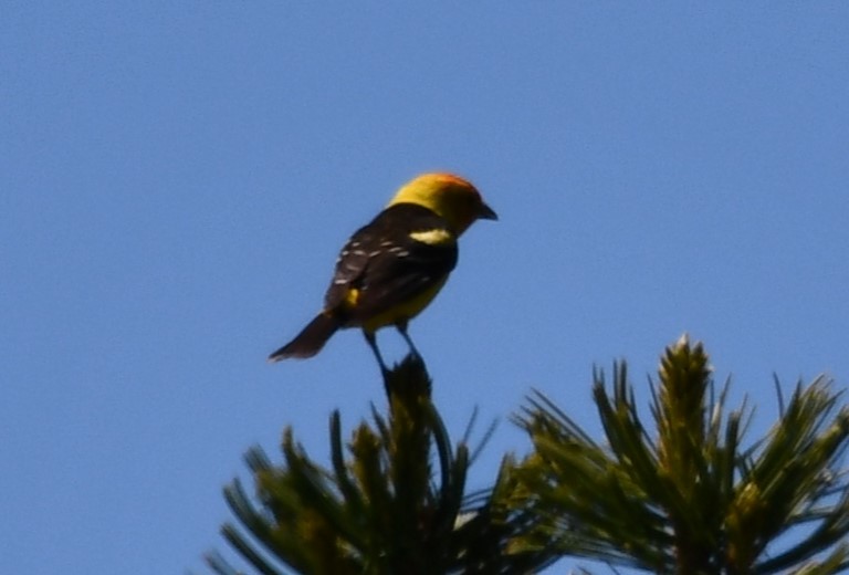 Western Tanager - ML620323338