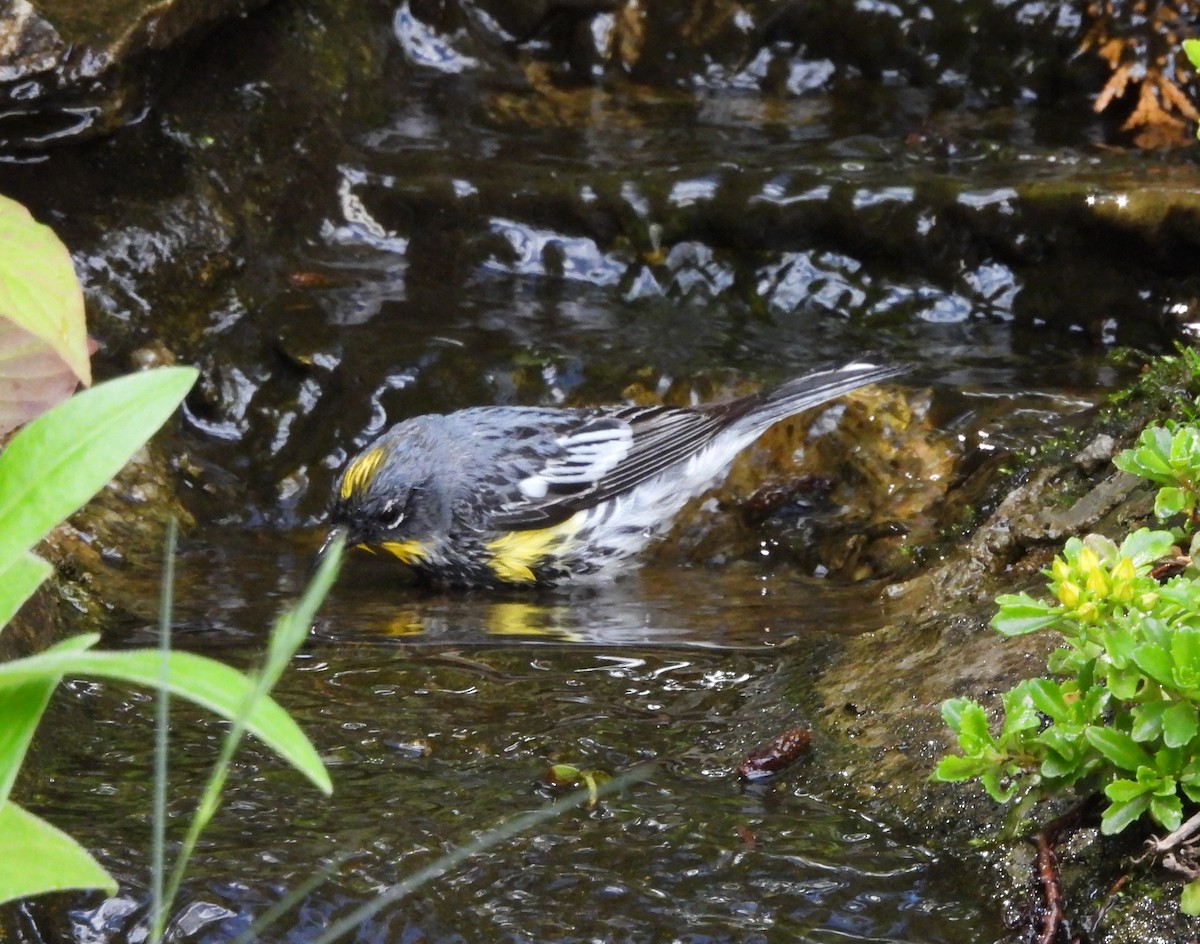 Yellow-rumped Warbler - ML620323339