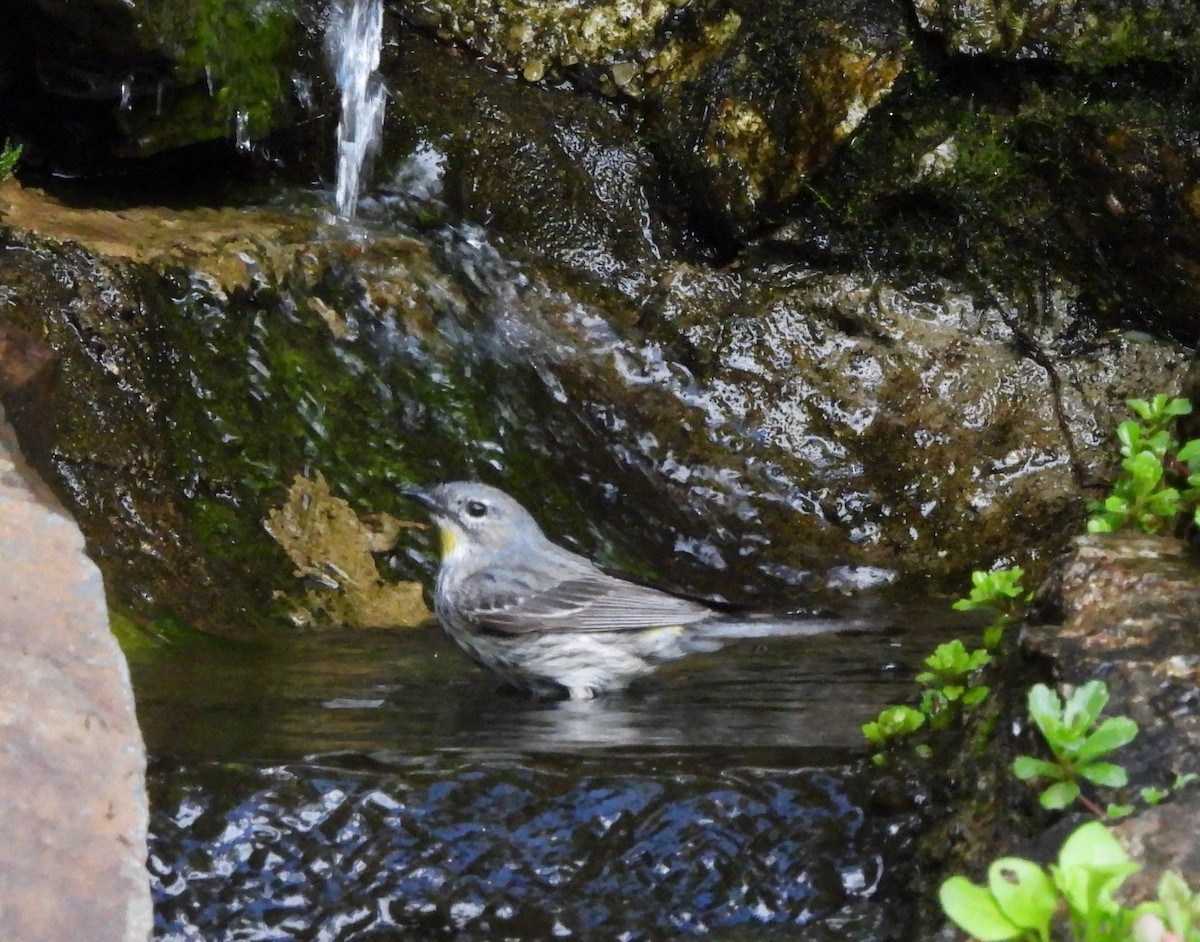 Yellow-rumped Warbler - ML620323340