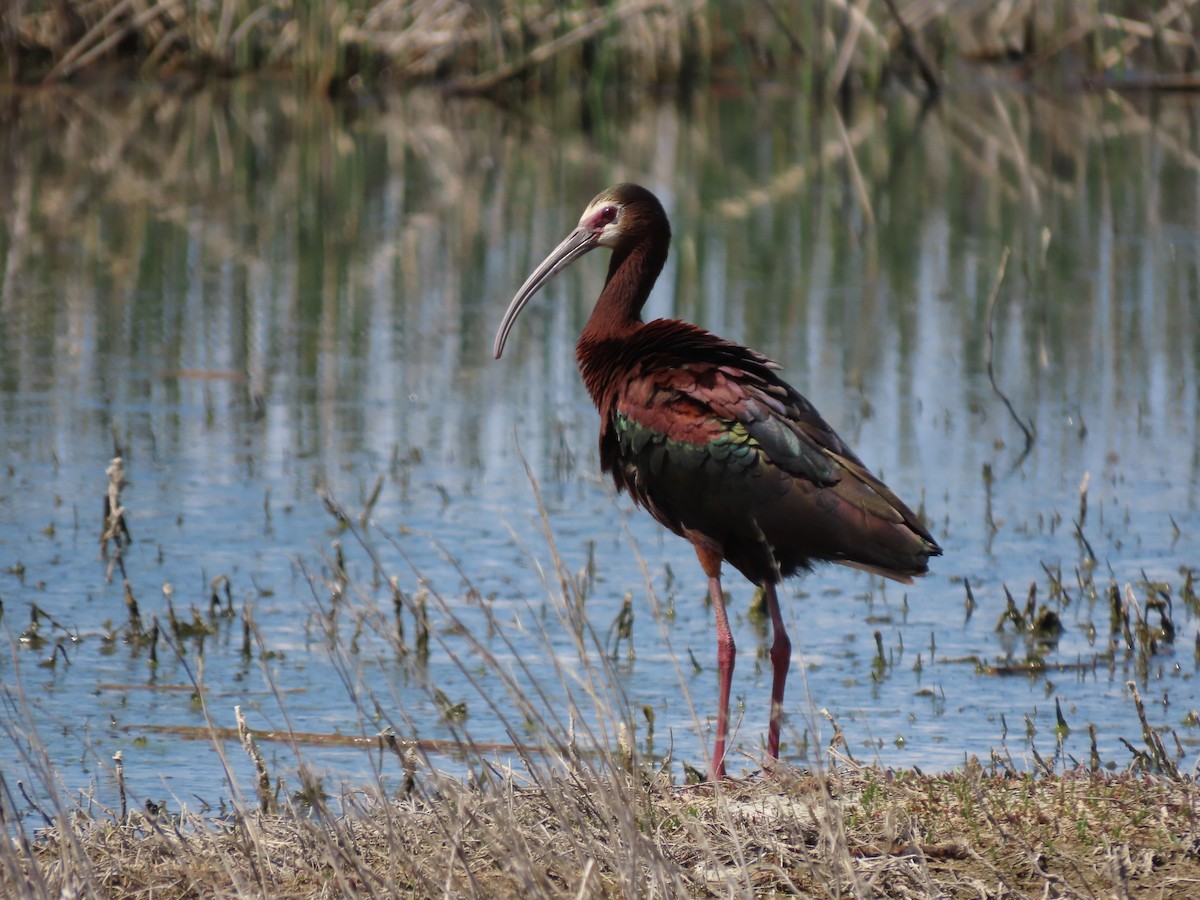ibis americký - ML620323341