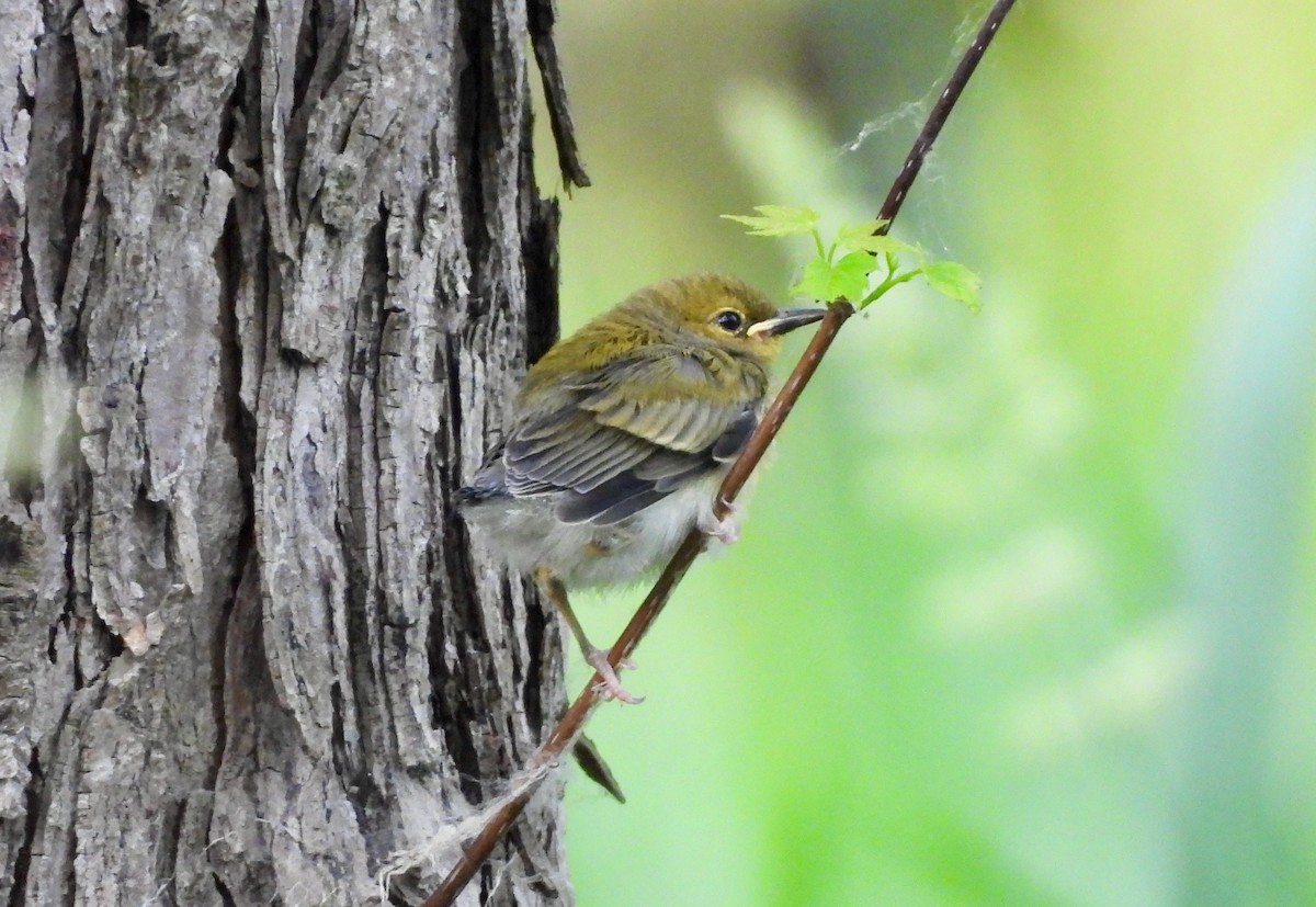 Prothonotary Warbler - ML620323345