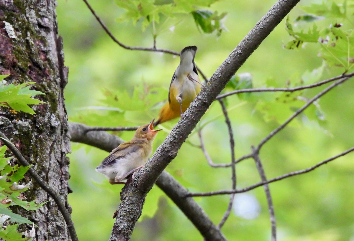 Prothonotary Warbler - ML620323346