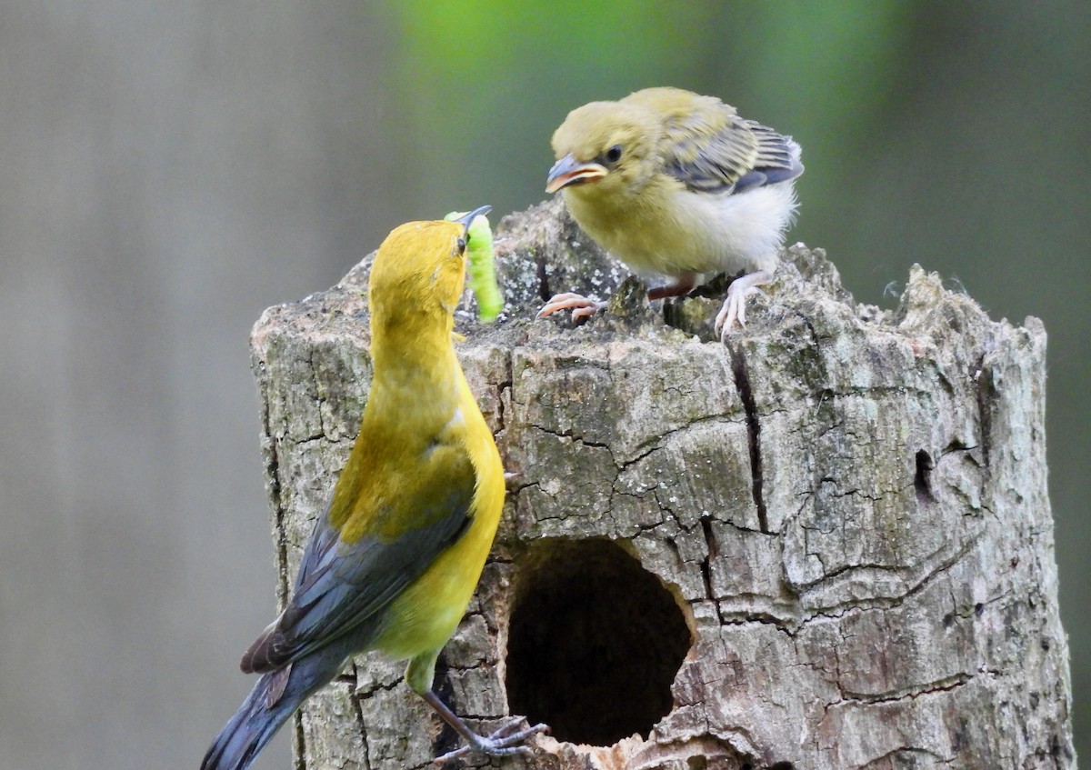 Prothonotary Warbler - ML620323348