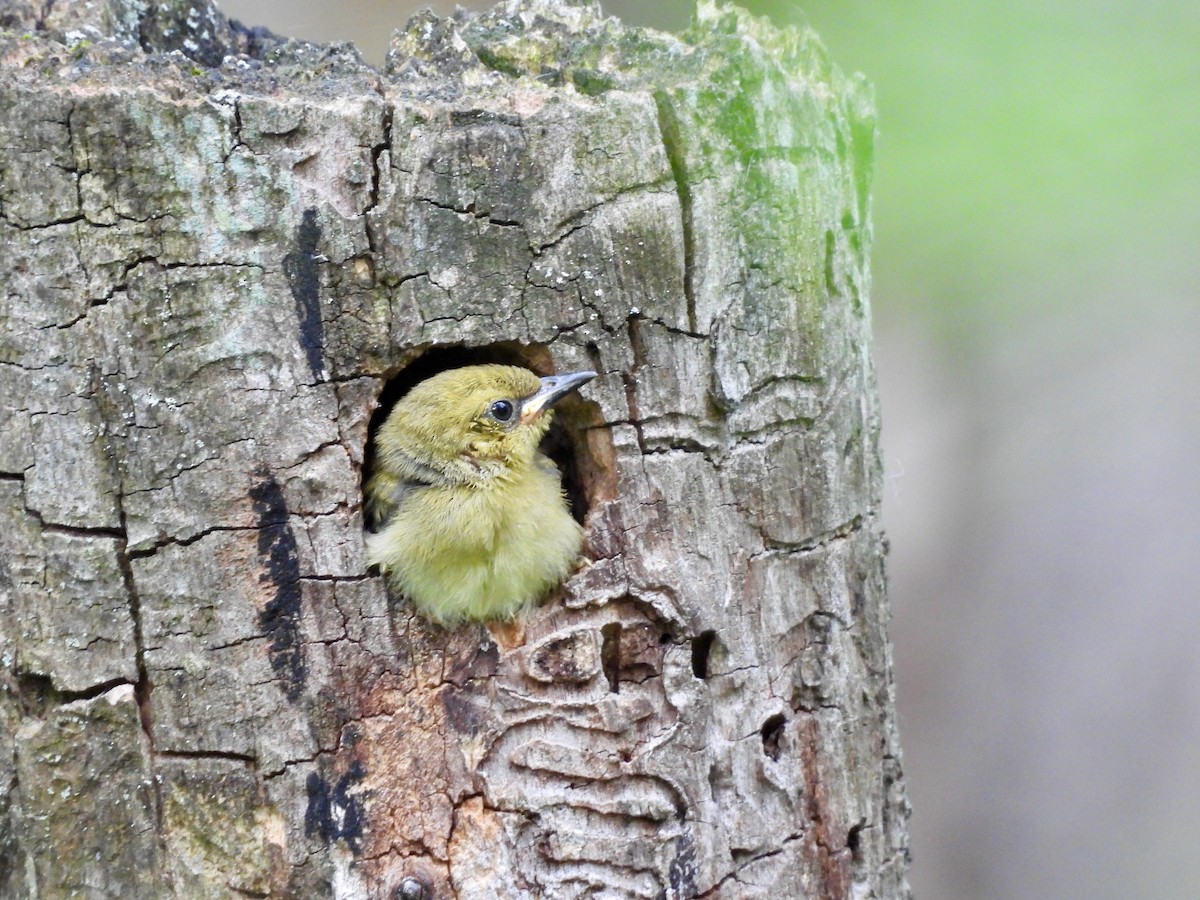 Prothonotary Warbler - ML620323349