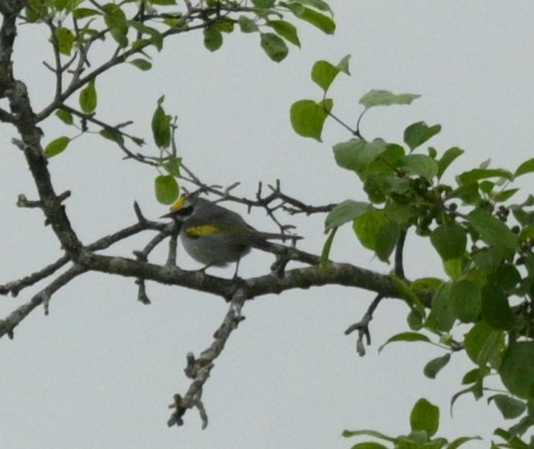 Golden-winged Warbler - ML620323352