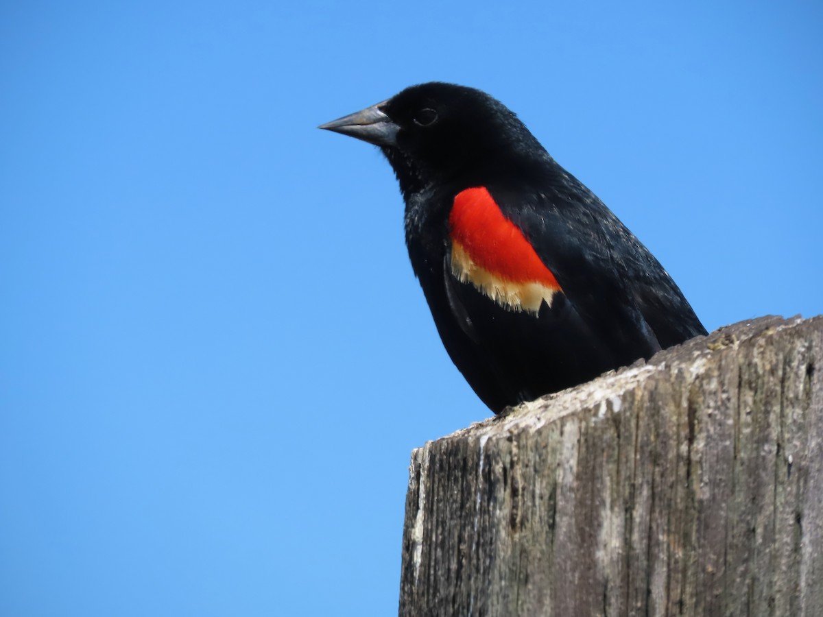 Red-winged Blackbird - ML620323354