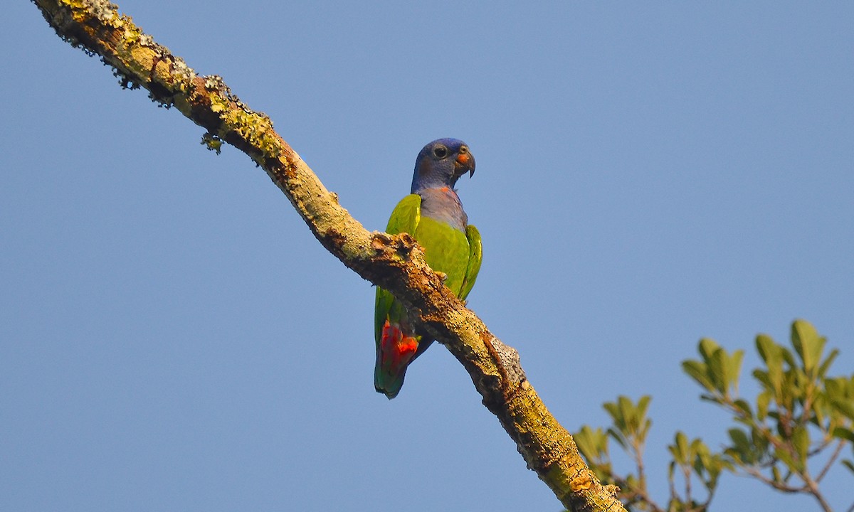 Blue-headed Parrot - ML620323355