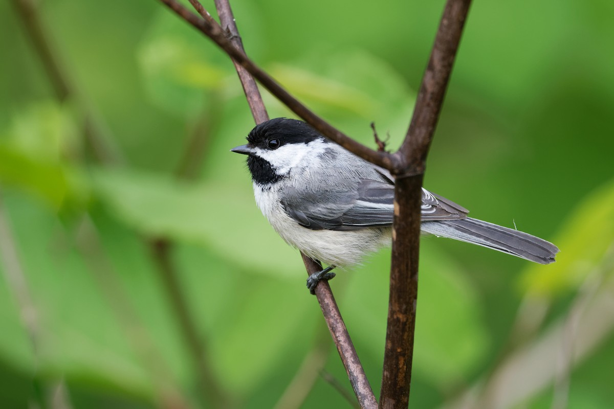 Black-capped Chickadee - ML620323357