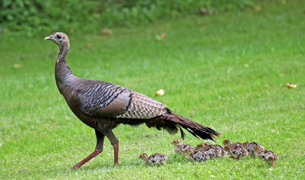 Wild Turkey - ML620323359