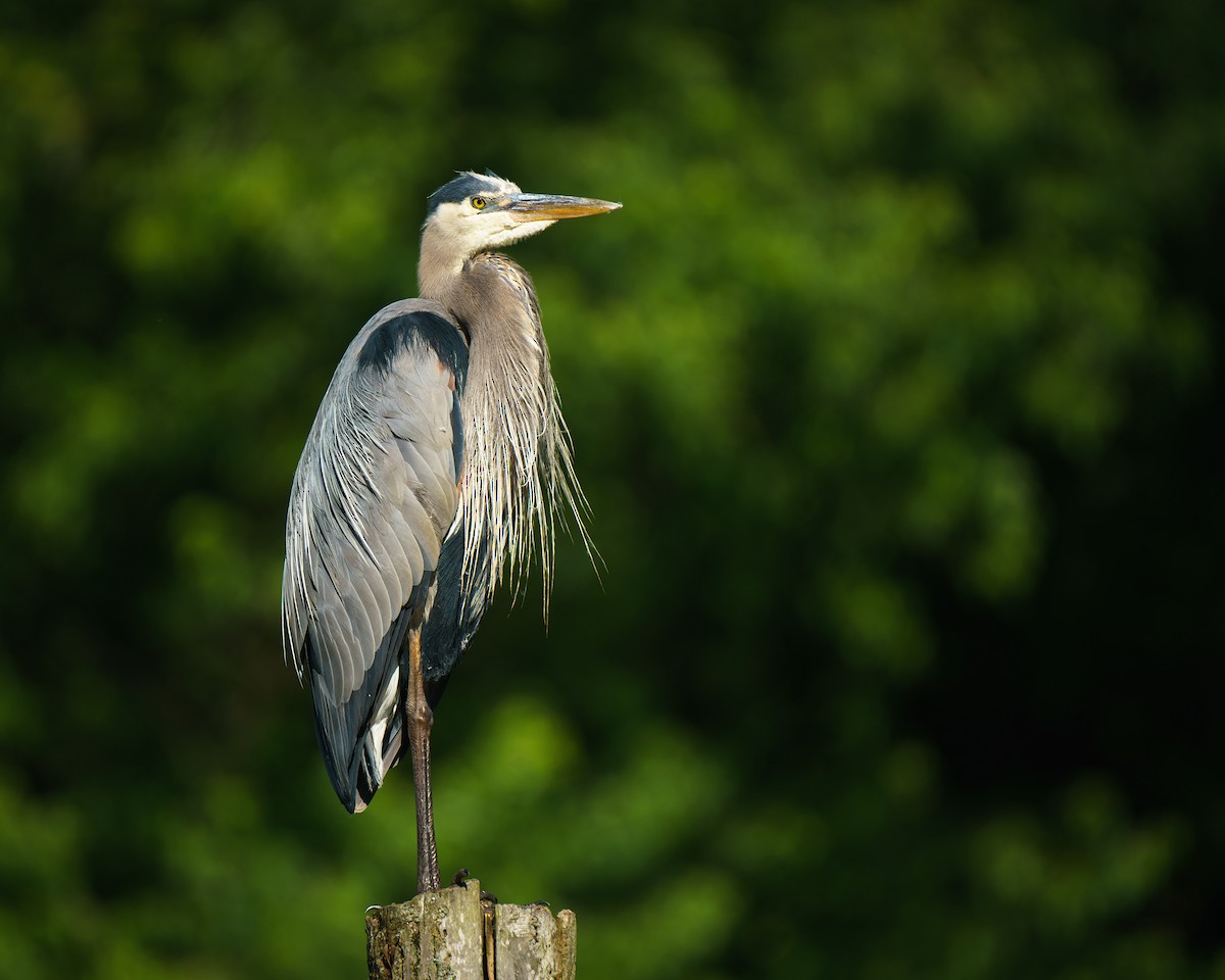 Great Blue Heron - ML620323365