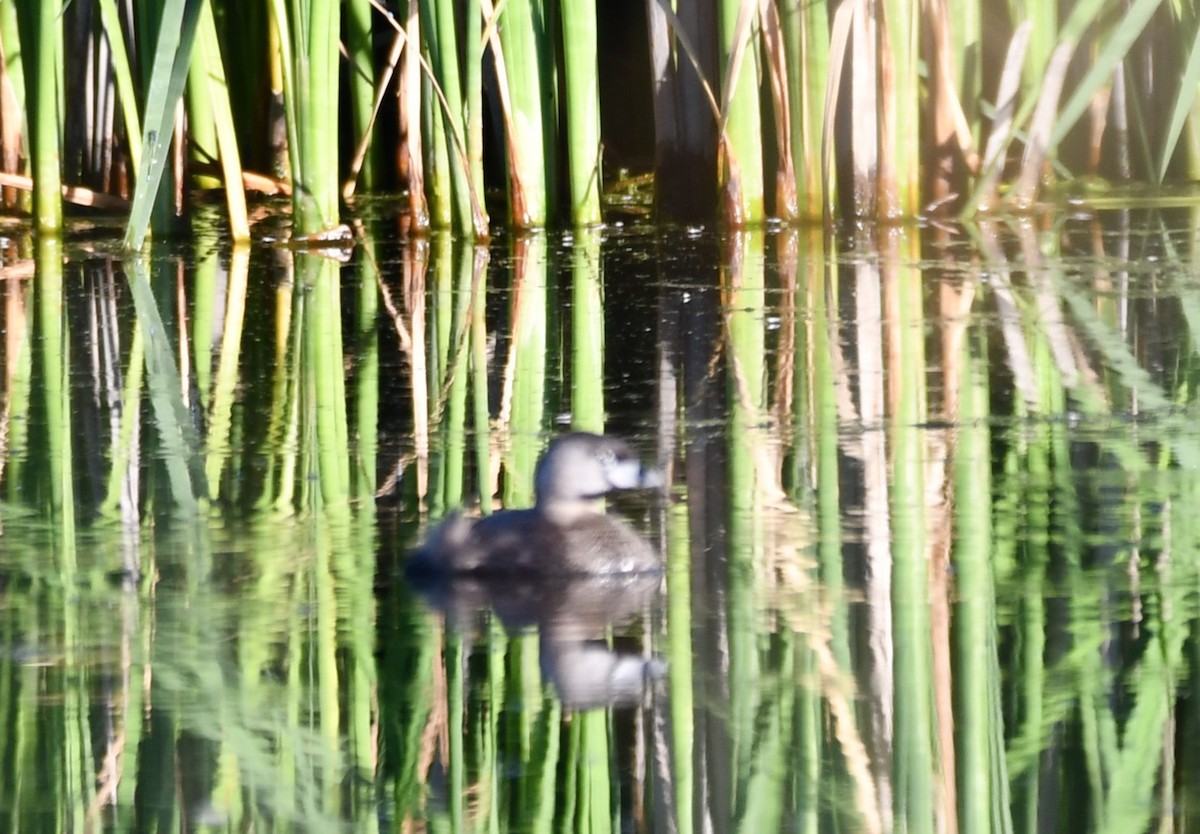 Pied-billed Grebe - ML620323369