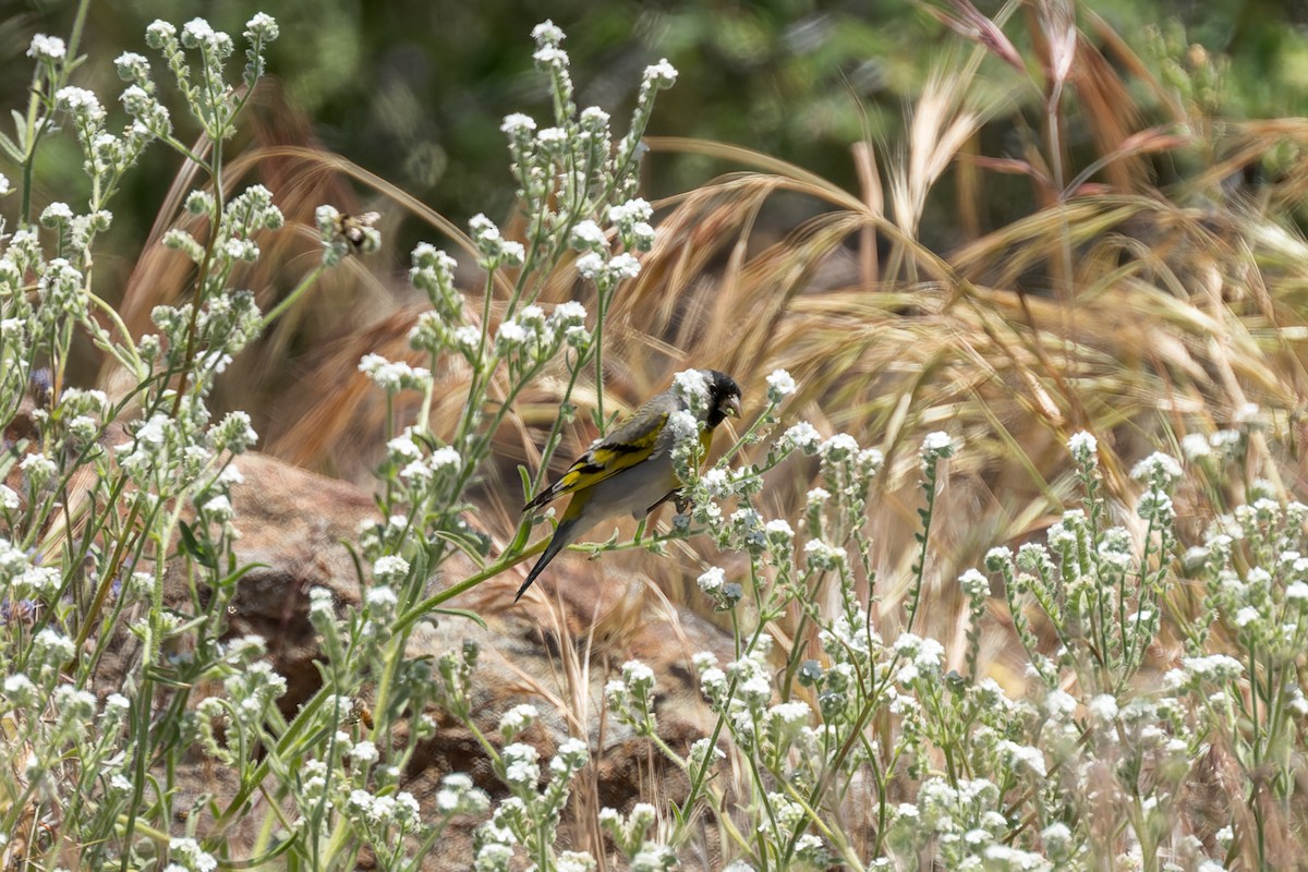Lawrence's Goldfinch - ML620323379