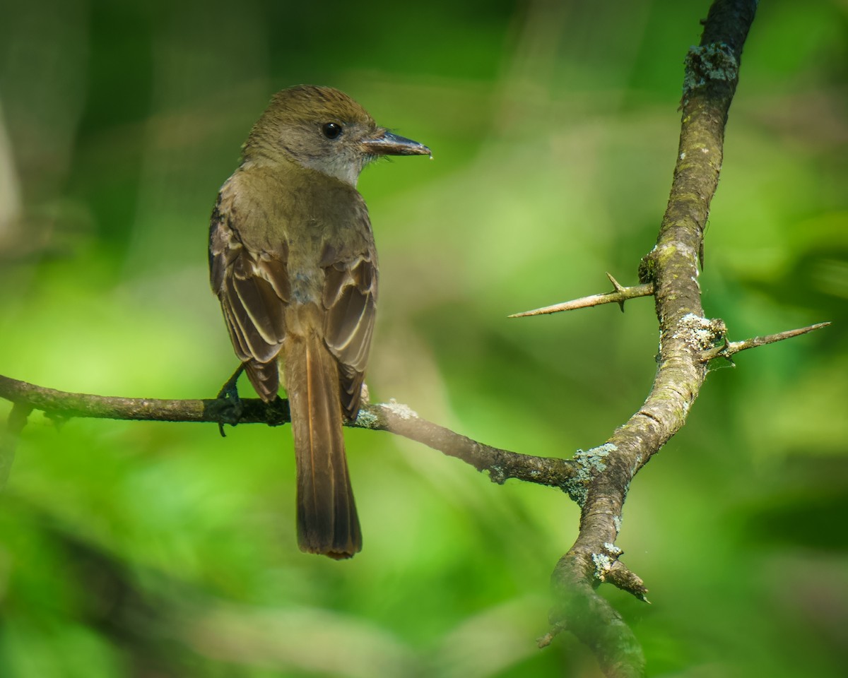 Great Crested Flycatcher - ML620323380
