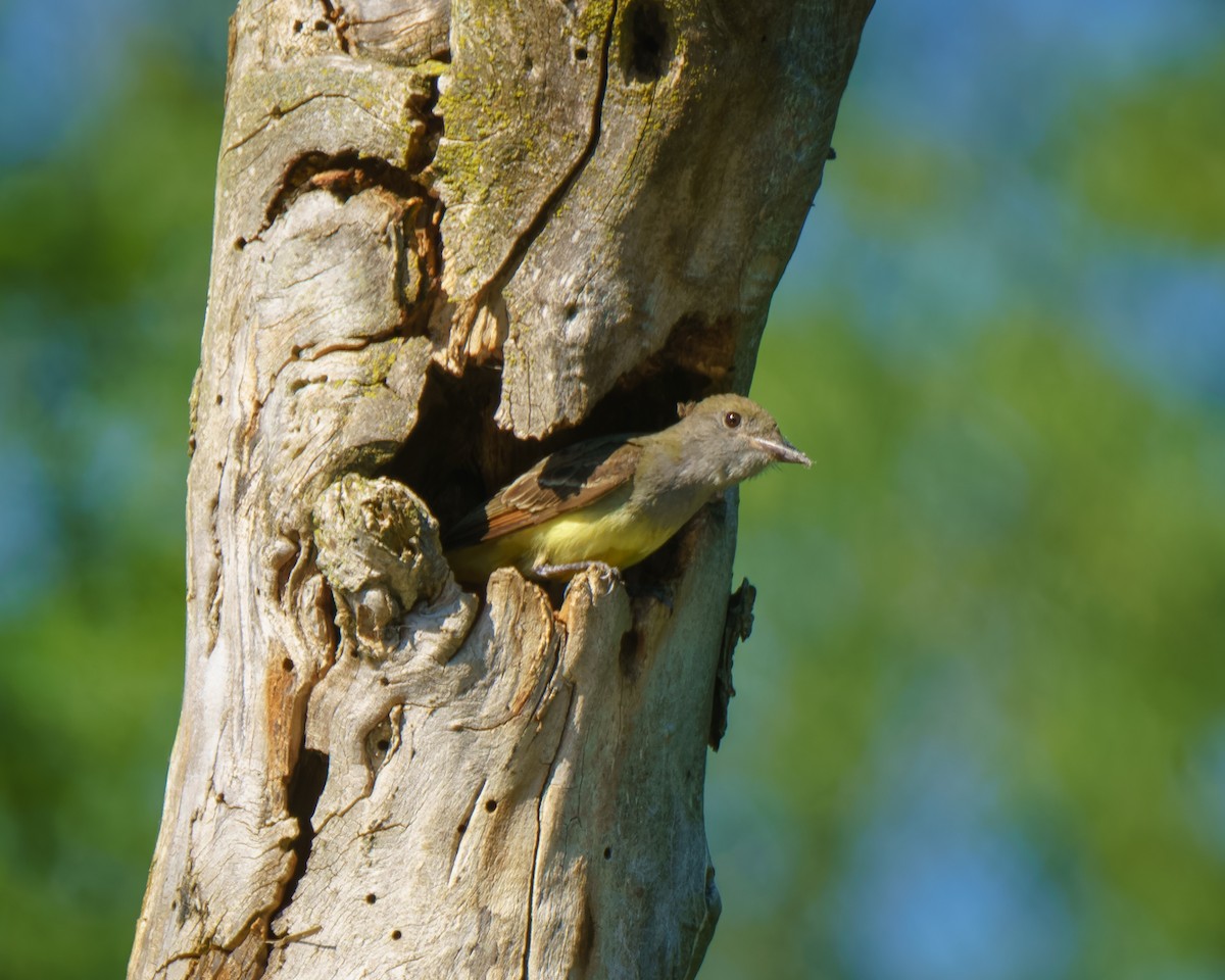 Great Crested Flycatcher - Carey Sherrill