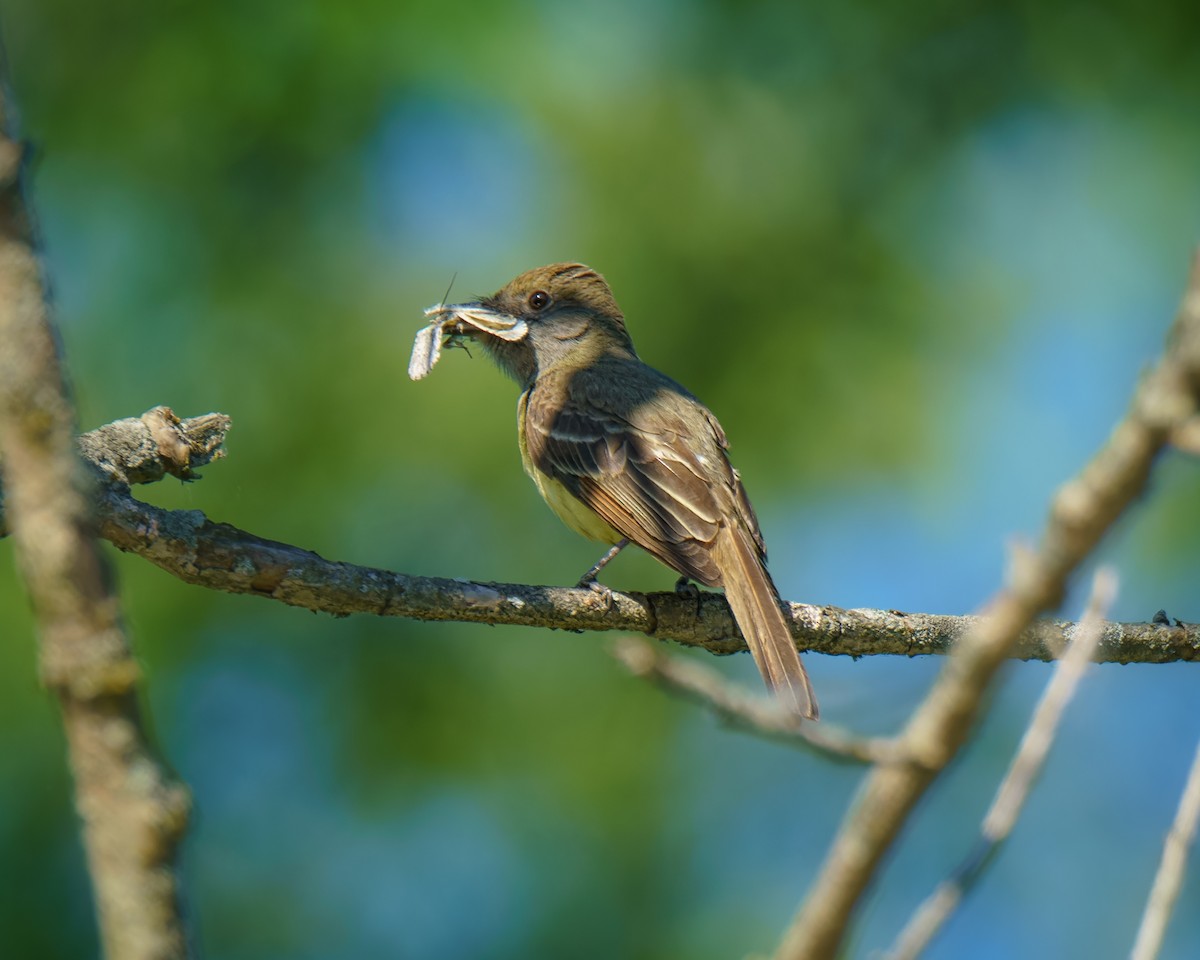Great Crested Flycatcher - ML620323384