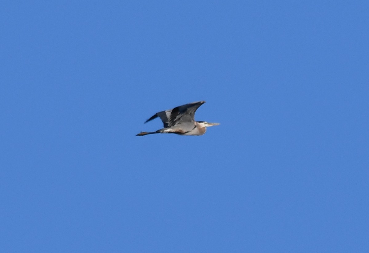 Great Blue Heron - ML620323391