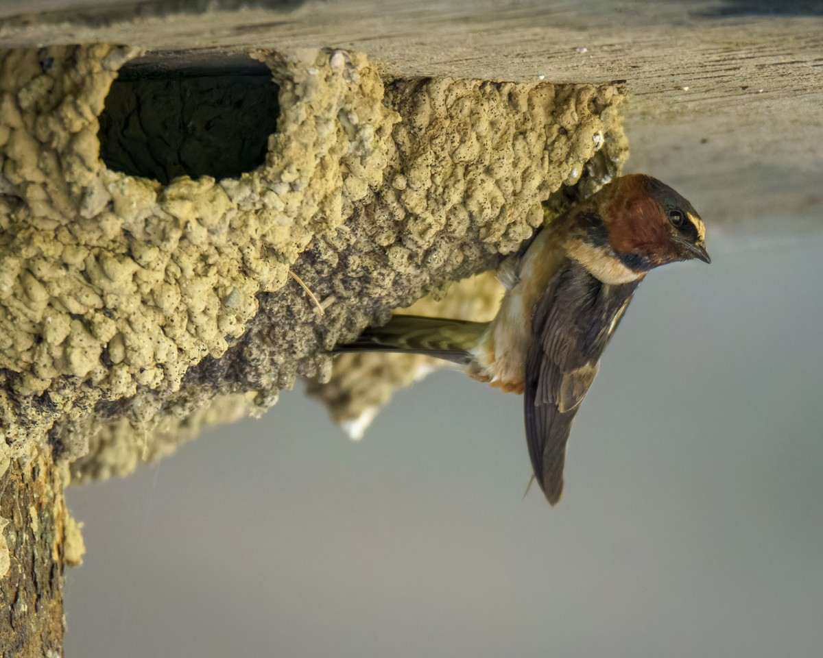 Cliff Swallow - ML620323392