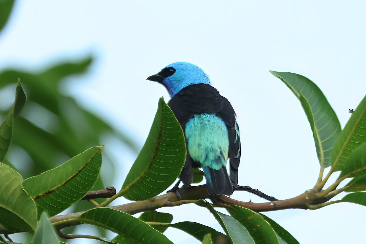 Blue-necked Tanager - ML620323393