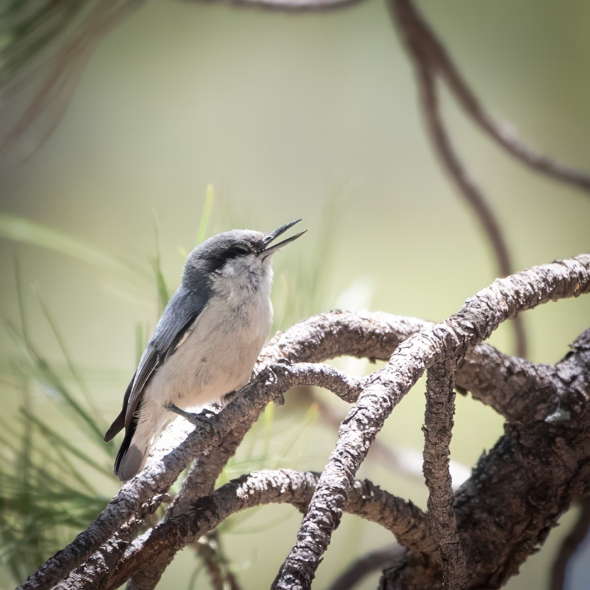 Pygmy Nuthatch - ML620323398