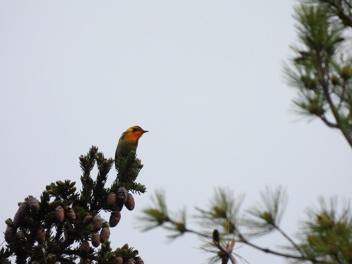 Blackburnian Warbler - ML620323401