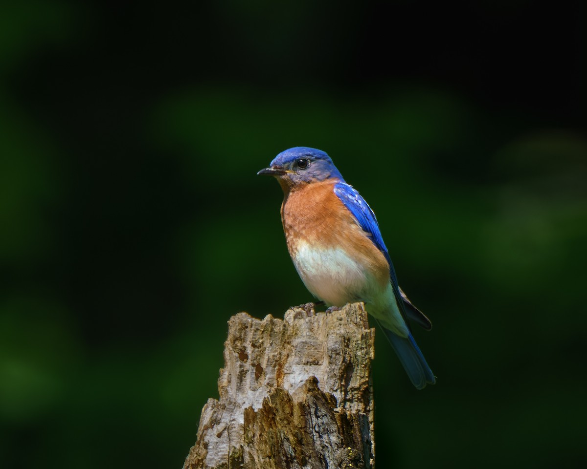 Eastern Bluebird - Carey Sherrill