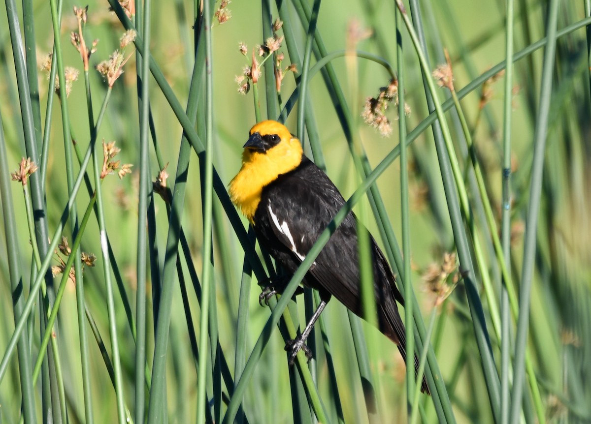 Yellow-headed Blackbird - ML620323408