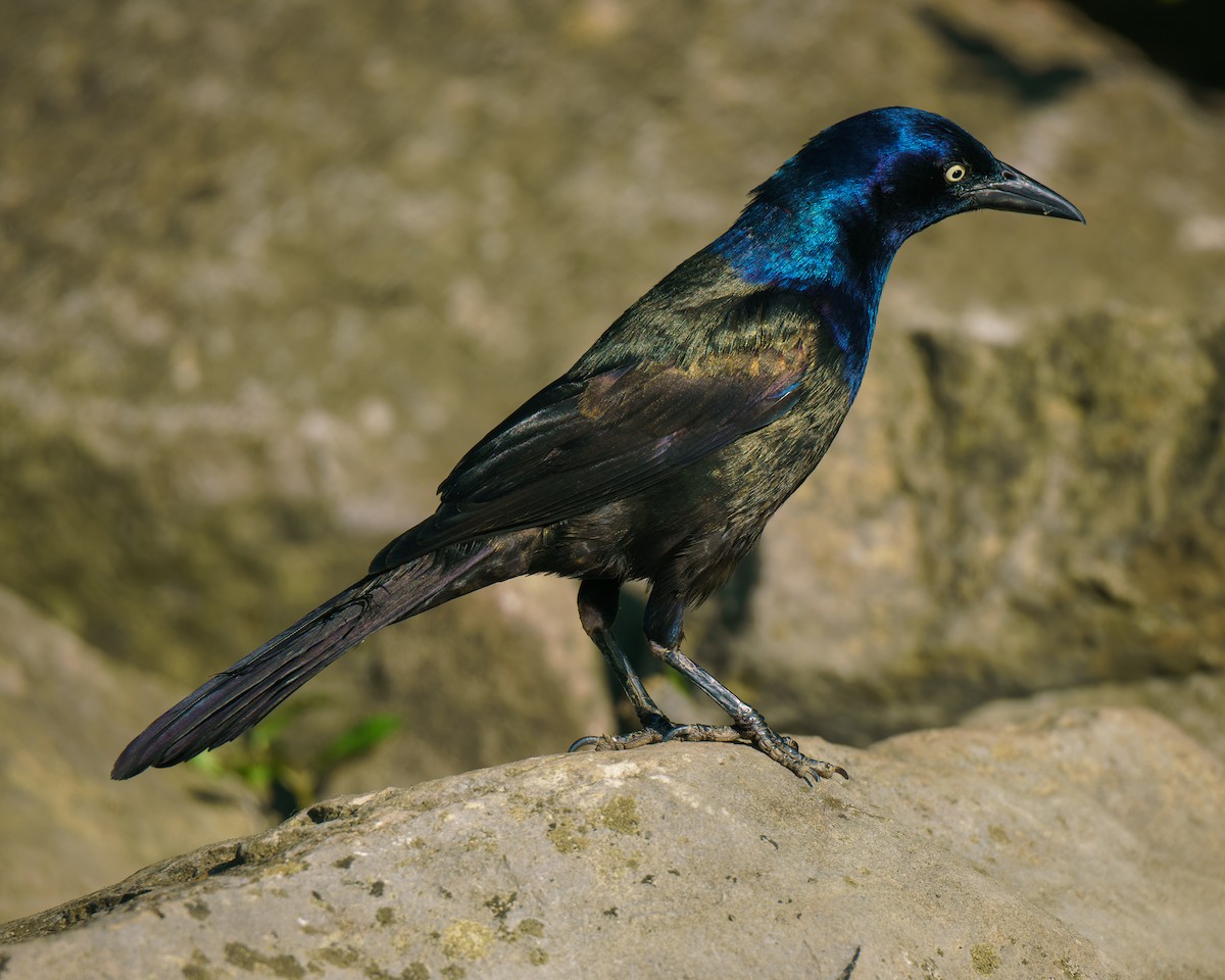 Common Grackle - ML620323411