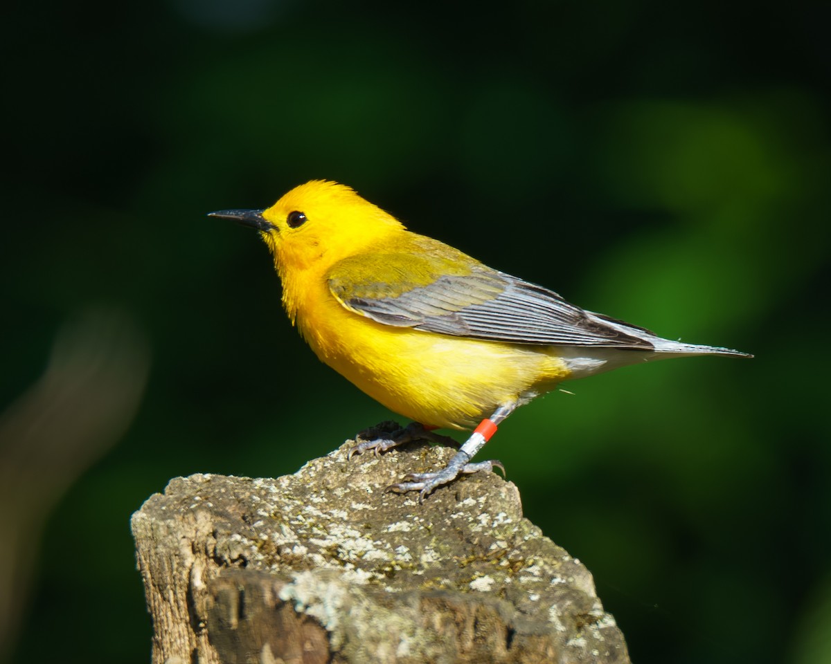 Prothonotary Warbler - ML620323414