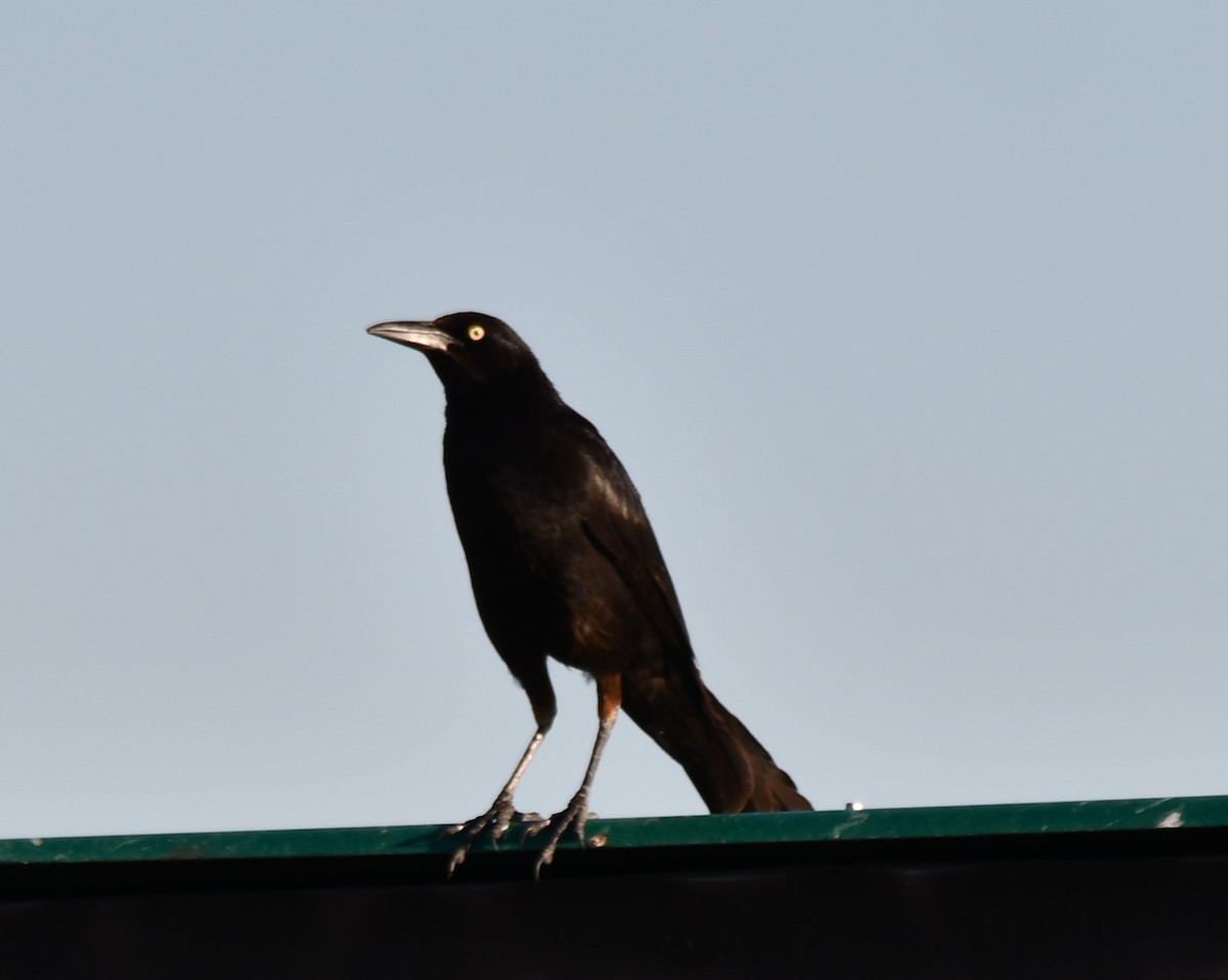 Great-tailed Grackle - ML620323415