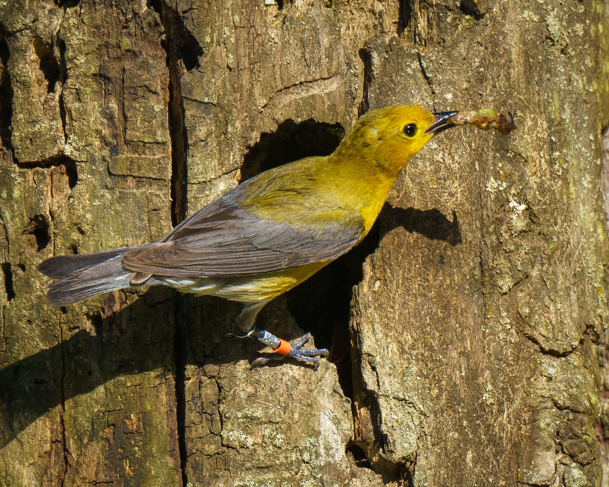 Prothonotary Warbler - ML620323416