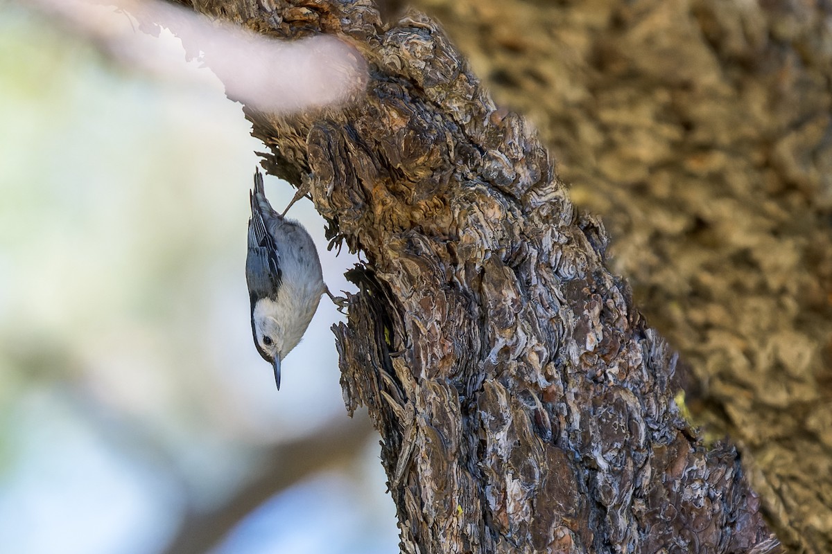 White-breasted Nuthatch - ML620323427