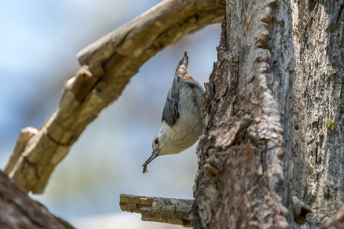 White-breasted Nuthatch - ML620323428