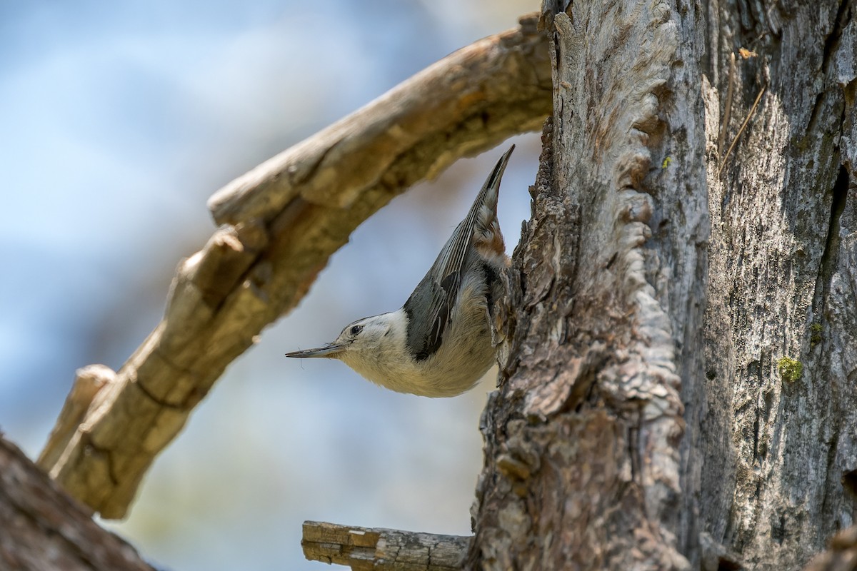 White-breasted Nuthatch - ML620323429