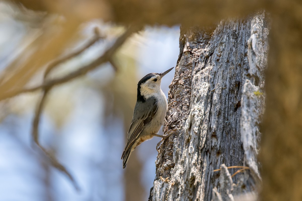 White-breasted Nuthatch - ML620323430