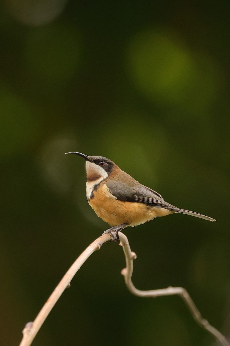 Eastern Spinebill - ML620323434