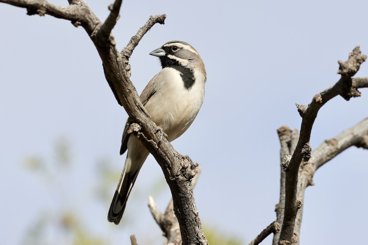 Black-throated Sparrow - ML620323454