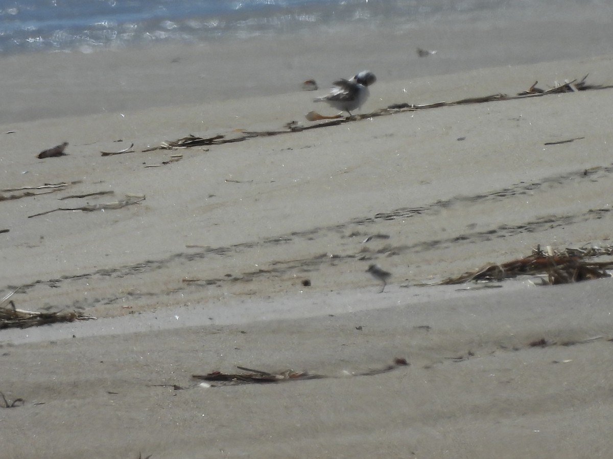 Piping Plover - ML620323462