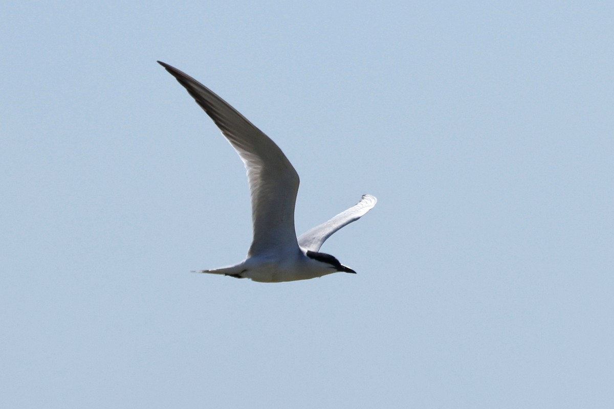 Gull-billed Tern - ML620323467